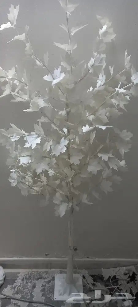 الشوقيه شارع البيك 0