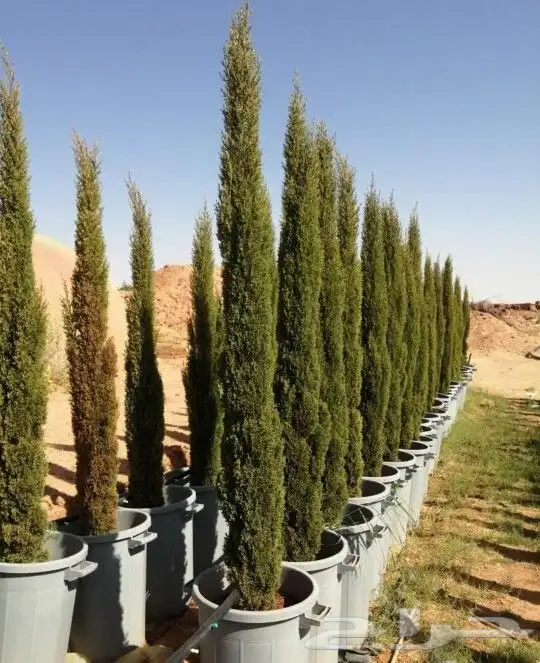 جميع انواع السرو وجميع الاشجار المثمرة 7