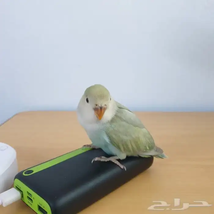 للبيع روز اليف 3