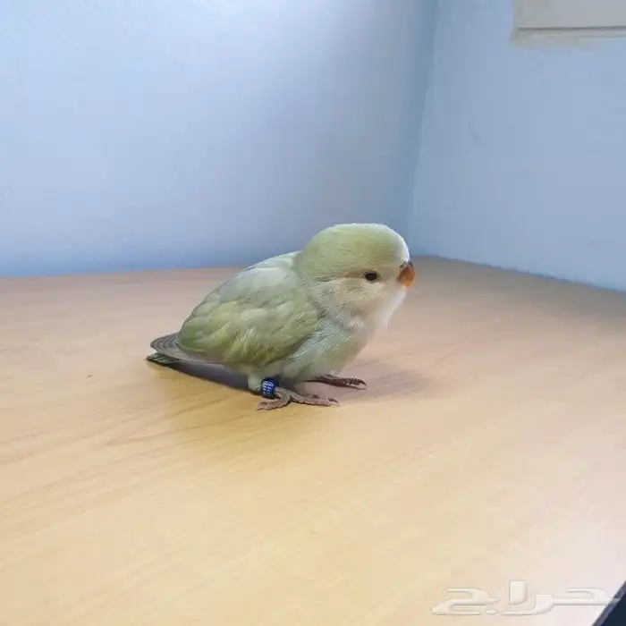 للبيع روز اليف 2