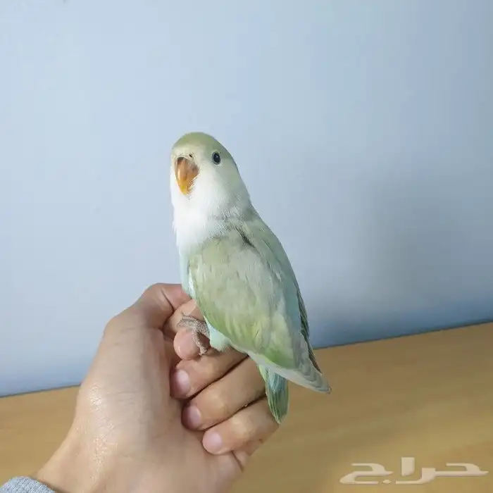 للبيع روز اليف 0