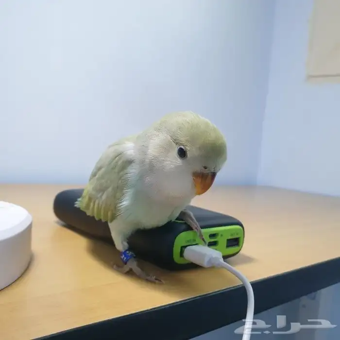 للبيع روز اليف 1