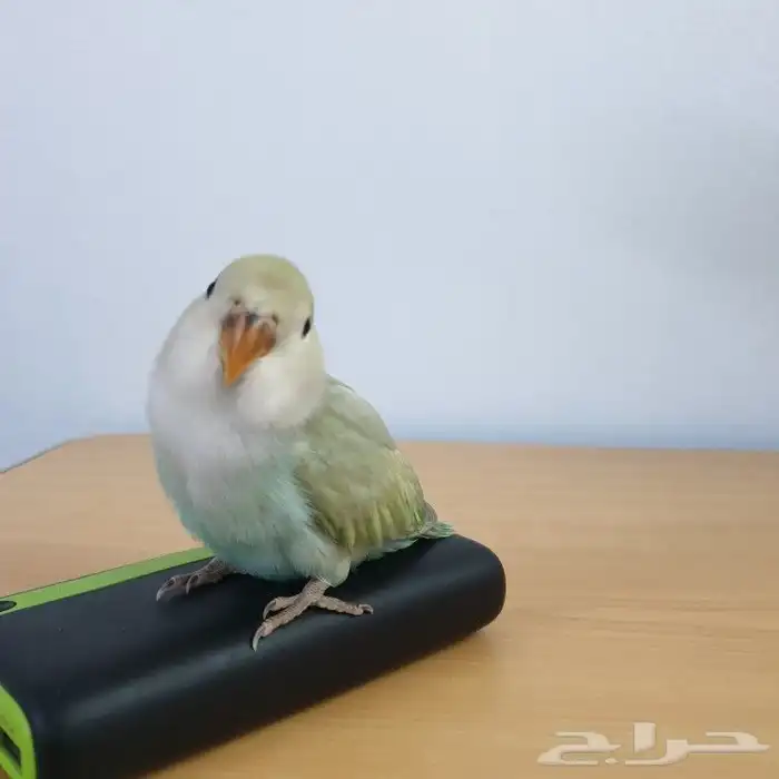 للبيع روز اليف 4