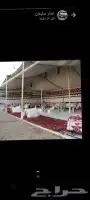 بيت شعر ابيض ألماني خيمه شفاف صندقه خشب تجهيز 45