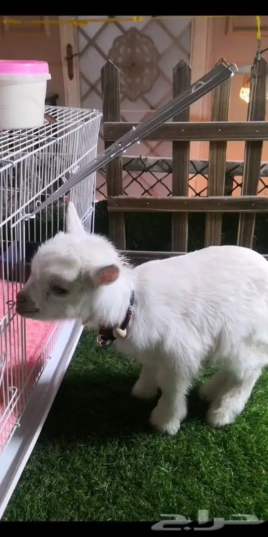 ماعز قزمي تشيكي عمر 10يان جميع الاوان مع ملحقاته 5