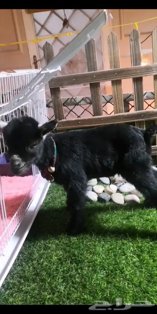 ماعز قزمي تشيكي عمر 10يان جميع الاوان مع ملحقاته 1