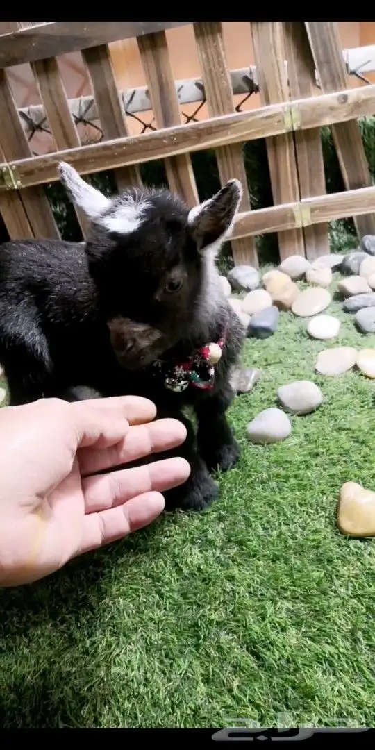 ماعز قزمي تشيكي عمر 10يان جميع الاوان مع ملحقاته 3