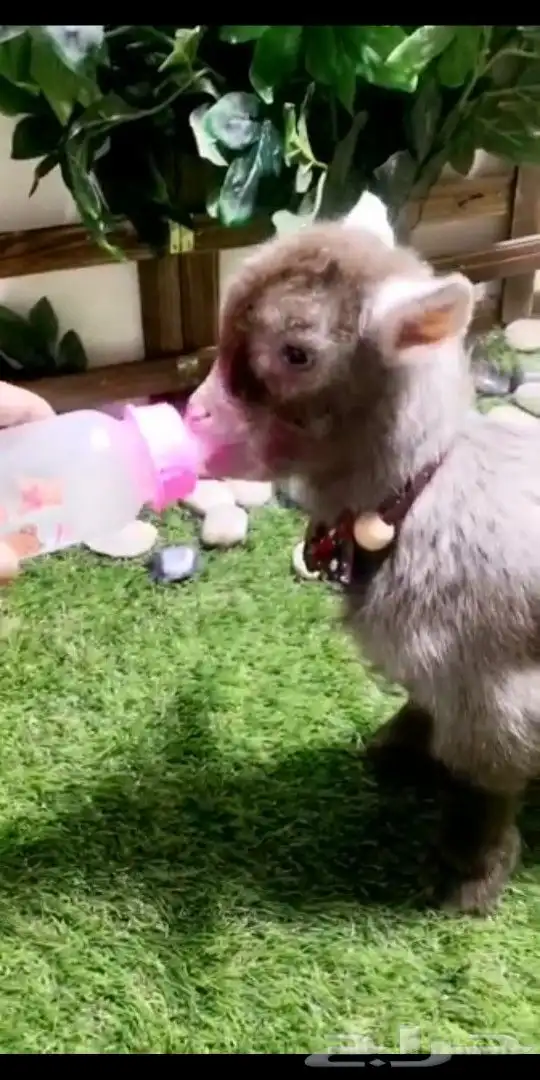 ماعز قزمي تشيكي عمر 10يان جميع الاوان مع ملحقاته 8