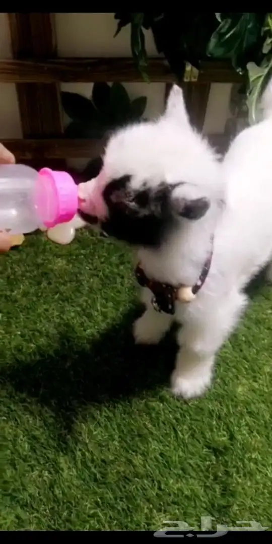 ماعز قزمي تشيكي عمر 10يان جميع الاوان مع ملحقاته 7