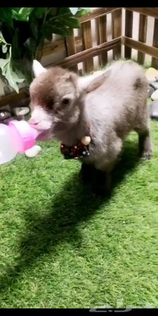 ماعز قزمي تشيكي عمر 10يان جميع الاوان مع ملحقاته 6