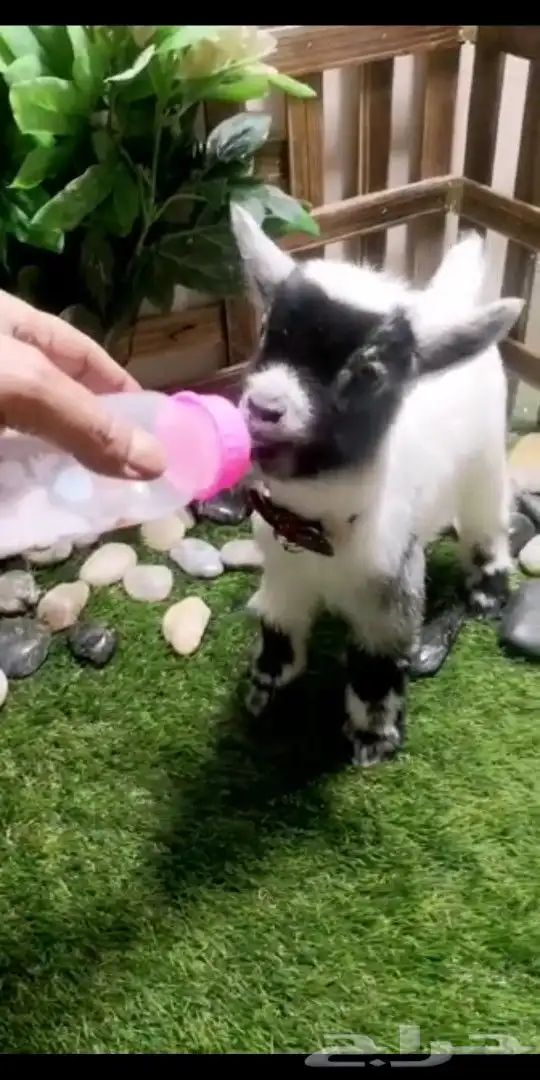 ماعز قزمي تشيكي عمر 10يان جميع الاوان مع ملحقاته 4