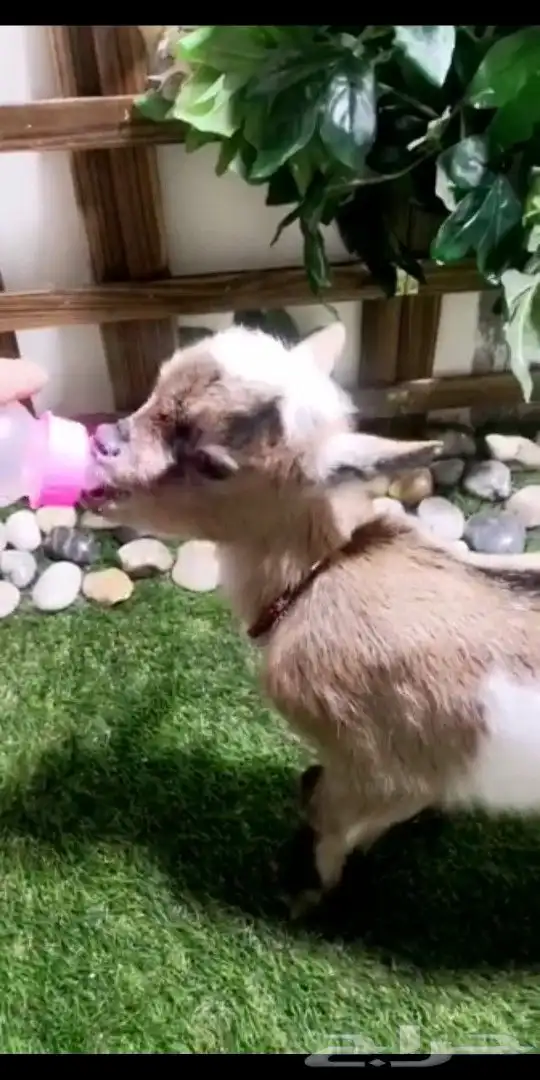 ماعز قزمي تشيكي عمر 10يان جميع الاوان مع ملحقاته 11