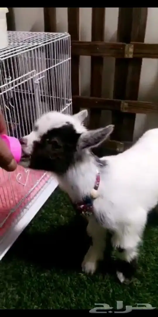 ماعز قزمي تشيكي عمر 10يان جميع الاوان مع ملحقاته 0