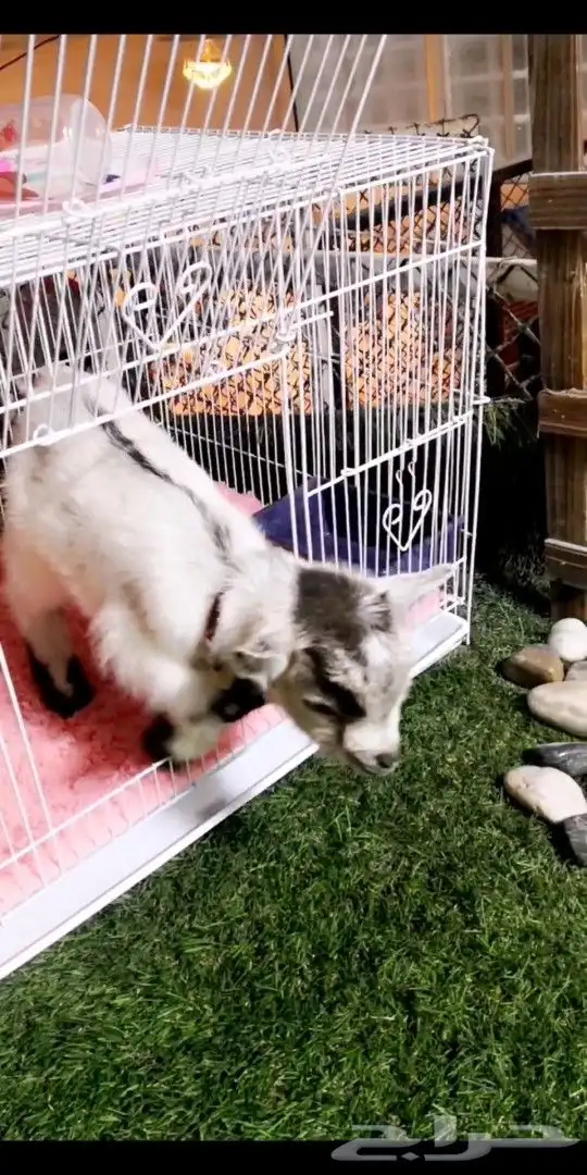 ماعز قزمي تشيكي عمر 10يان جميع الاوان مع ملحقاته 2