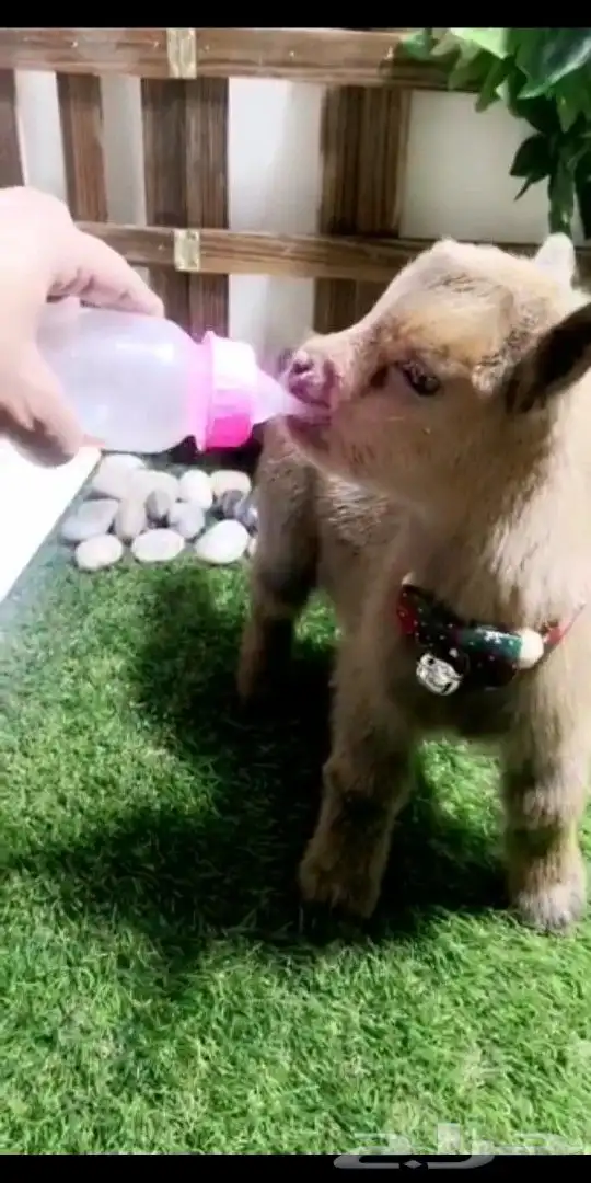 ماعز قزمي تشيكي عمر 10يان جميع الاوان مع ملحقاته 10