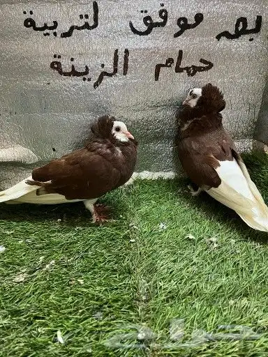 حمام بلجيكي 9