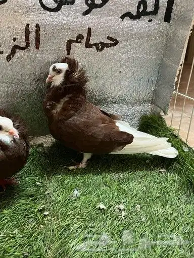 حمام بلجيكي 6