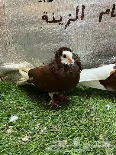 حمام بلجيكي 1