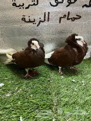 حمام بلجيكي 0