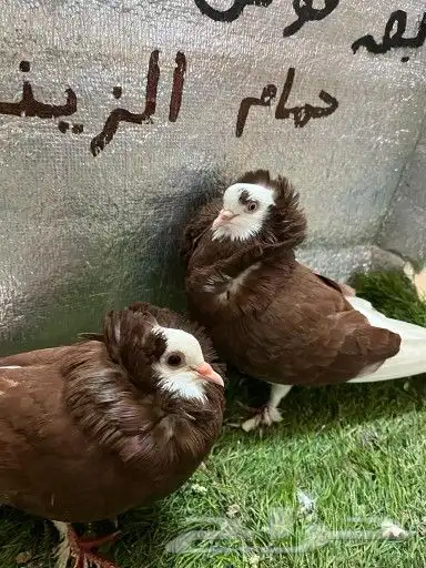 حمام بلجيكي 7
