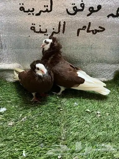حمام بلجيكي 4
