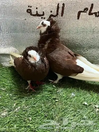 حمام بلجيكي 2