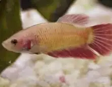 متاح إناث سمك فايتر لحق ع الزين 2