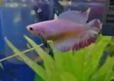 متاح إناث سمك فايتر لحق ع الزين 3