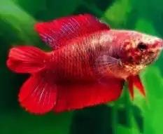 متاح إناث سمك فايتر لحق ع الزين 0