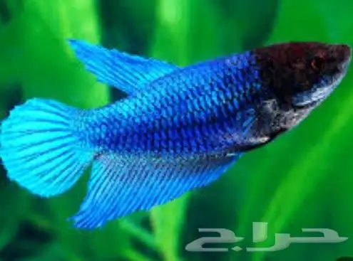 متاح إناث سمك فايتر لحق ع الزين 4