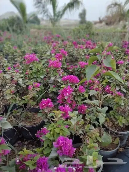 شتلات زراعية (خارجية -و الداخلية - ومثمر) وادوات الزراعة 32