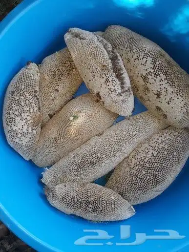 عسل حر طبيعي 100 من جبال الجنوب 7