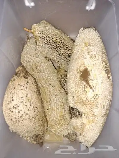 عسل حر طبيعي 100 من جبال الجنوب 11