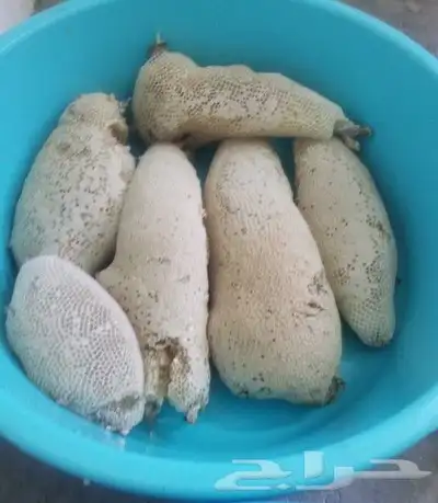 عسل حر طبيعي 100 من جبال الجنوب 5
