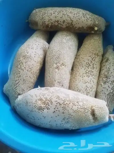 عسل حر طبيعي 100 من جبال الجنوب 4