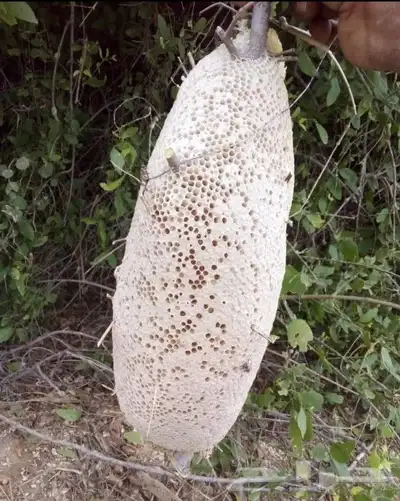 عسل حر طبيعي 100 من جبال الجنوب 0