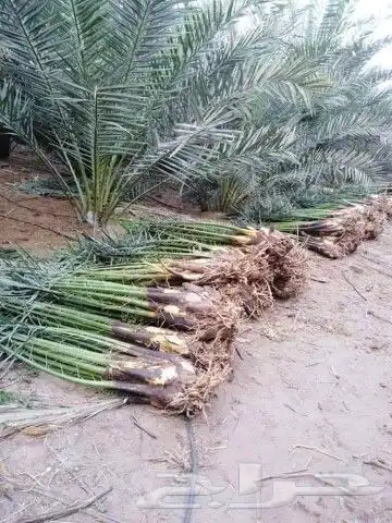 ابو احمد للاعمال الزراعيه 17