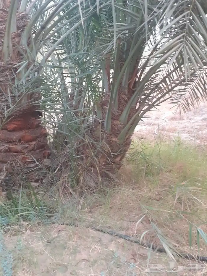 ابو احمد للاعمال الزراعيه 13