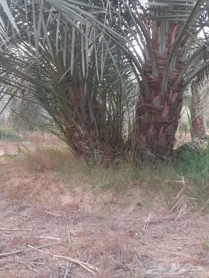 ابو احمد للاعمال الزراعيه 14