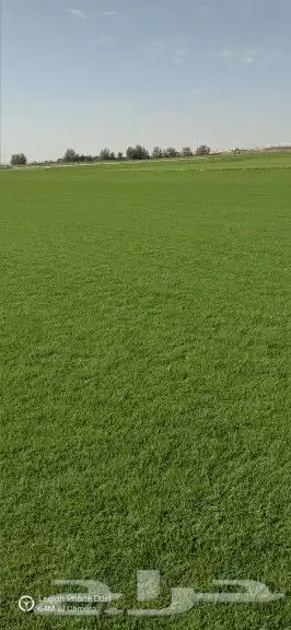 نجيله طبيعي ثيل طبيعي 10