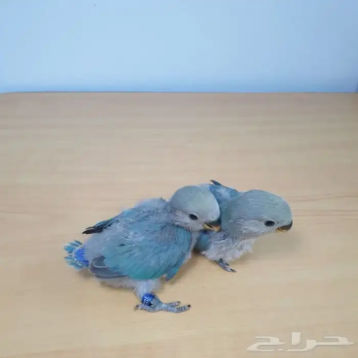 للبيع فروخ روز تقبل الغر 1