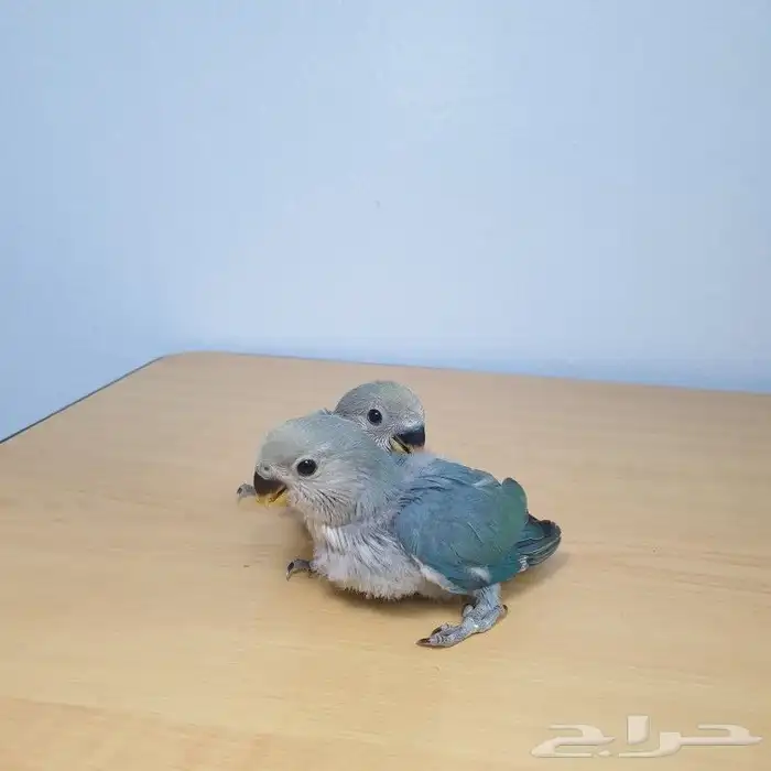 للبيع فروخ روز تقبل الغر 2