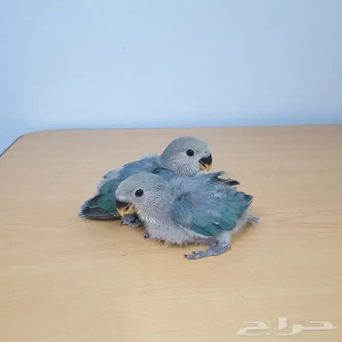 للبيع فروخ روز تقبل الغر 0