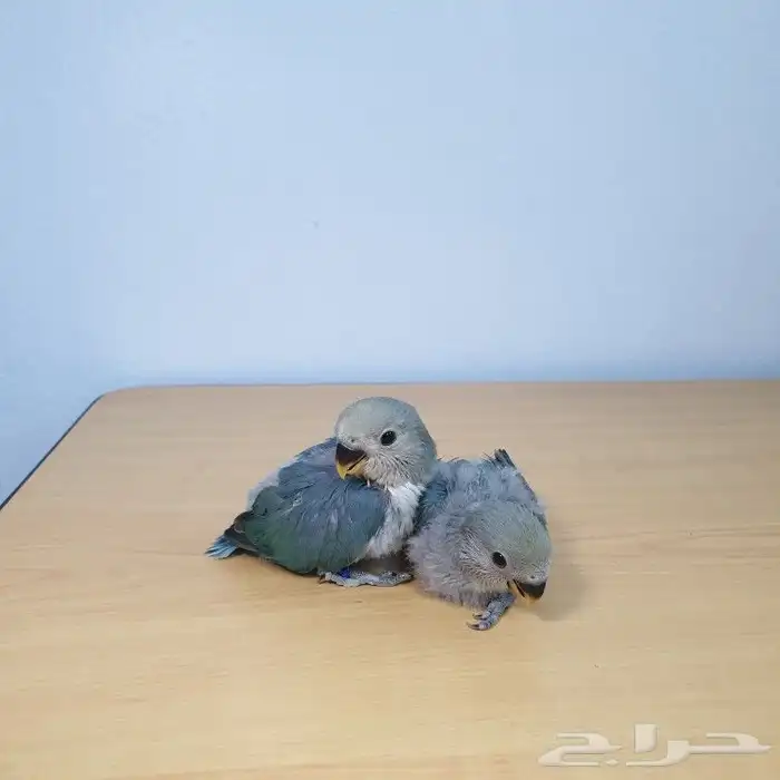 للبيع فروخ روز تقبل الغر 4