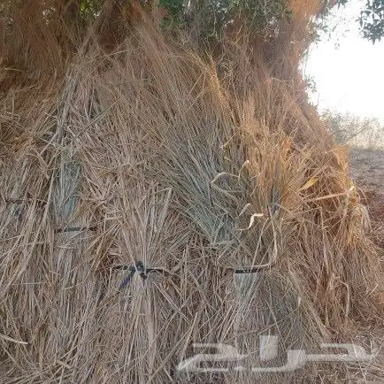 علف بونيكام و شتلات اسباني 15