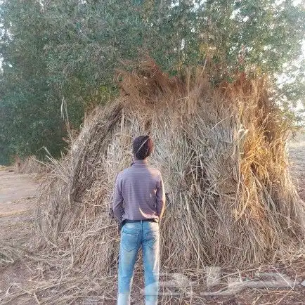 علف بونيكام و شتلات اسباني 13