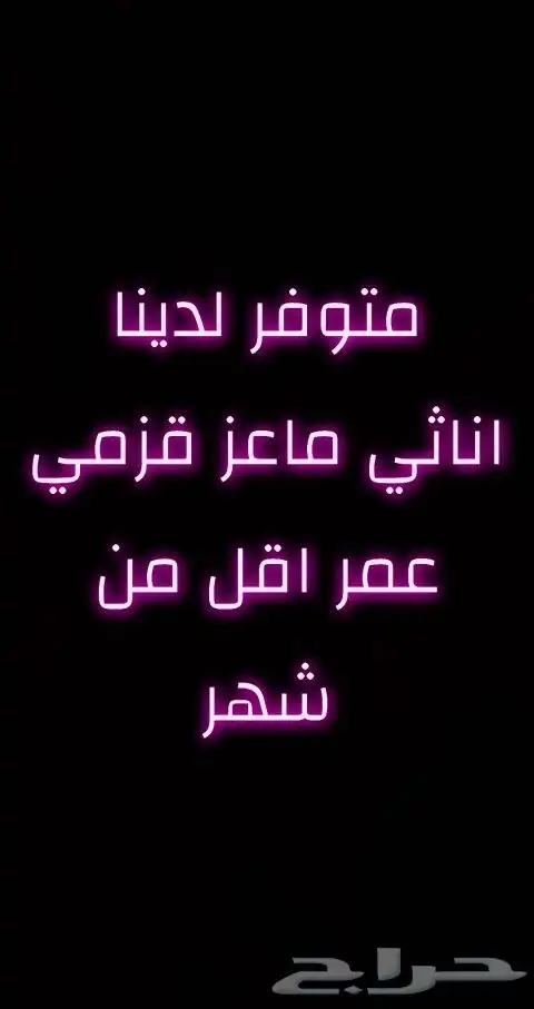 ماعز قزمي اناثي عمر اقل من شهر 0