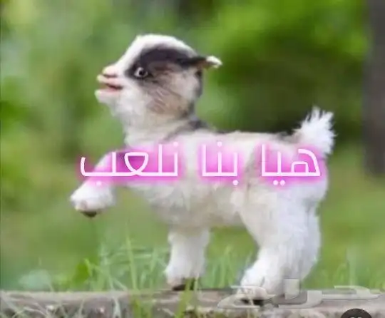 ماعز قزمي اناثي عمر اقل من شهر 1