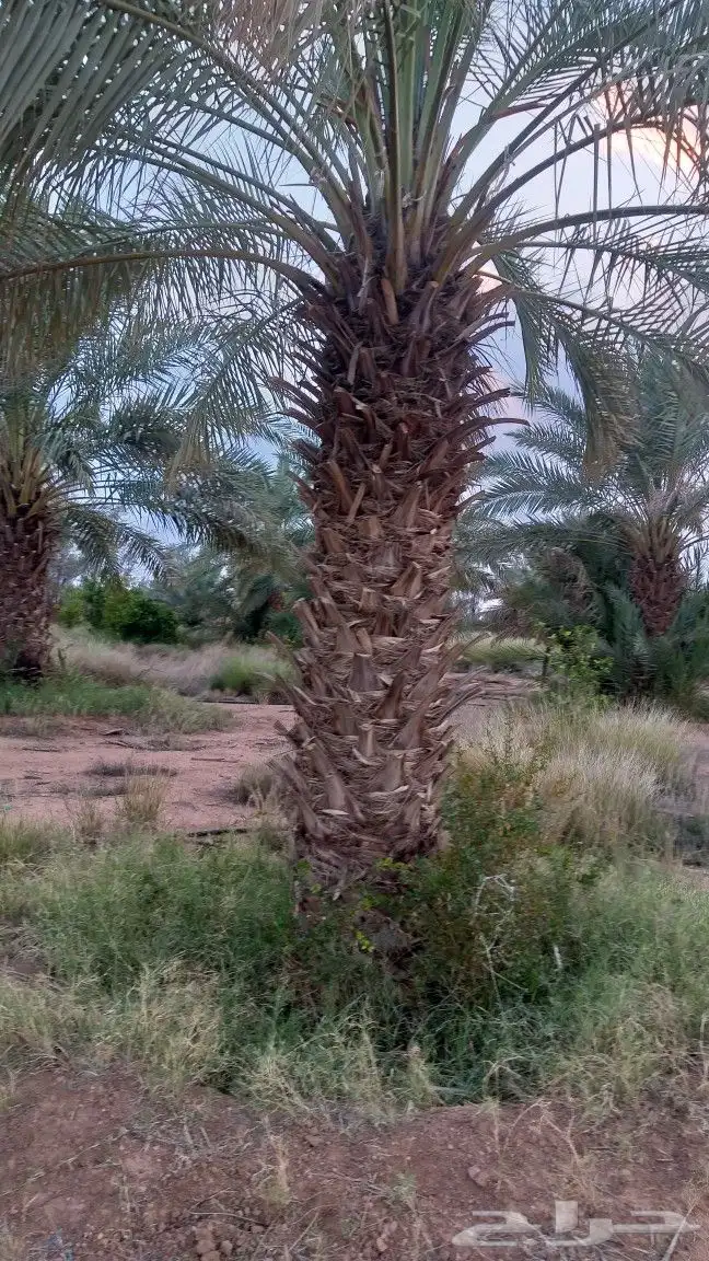  . للبيع نخل مسكاني مثمر وأصناف أخرى . 1