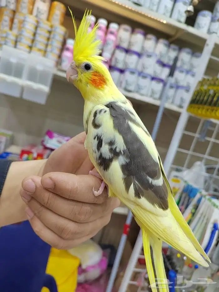 ببغاء روز كروان كنيور نهايه غر اليفه لعوبه 12